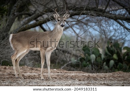 Whitetail deer in Possum Kingdom, Texas