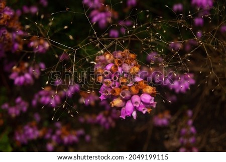 Heather flowers in autumn seasonal aesthetic of the fall atmosphere of dying nature - Selective focus, Macro, Calluna vulgaris