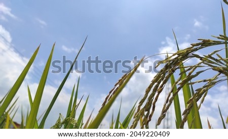 Photo of a rice paddy on a hot day on the side of a highway in the Rancaekek area, Indonesia