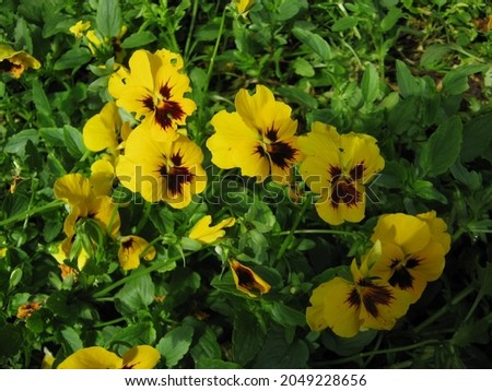 Yellow Color Pansy Flower (Yellow Blotch)