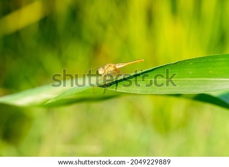 Dragon fly on the maize plant leaf