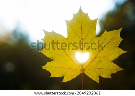 Autumn. Yellow leaf in a hand. A ray of the sun breaks through a heart cut out in a leaf. yellow Autumn leaf of sunset sunlight with a cut out heart