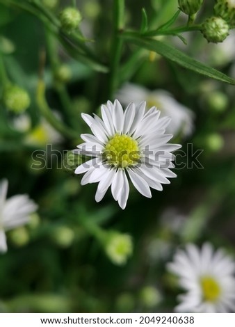 Daisy Flowers in Macro Photography