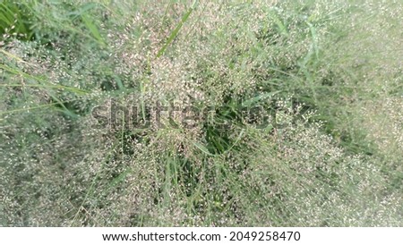 white grass flower illustration.Eragrostis tenella grows along the roadside.grass flower.picture of roadside grass.