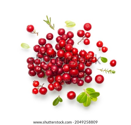 Fresh wild lingonberry berries with stem and leaves isolated on white background. Red cowberry and cranberry Royalty-Free Stock Photo #2049258809