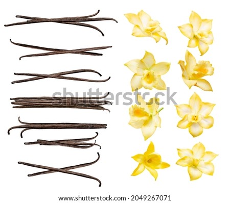 Vanilla pods and flowers set isolated on the white background. Collection of vanilla orhid flowers and vanilla sticks. Royalty-Free Stock Photo #2049267071
