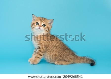 Small, beautiful, striped, Scottish kitten, side view. Sitting on a blue background, age 1 month.