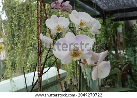 Phalaenopsis amabilis, commonly known as the moon orchid and as anggrek bulan in Indonesia is a species of flowering plant in the orchid family Orchidaceae