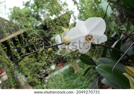 Phalaenopsis amabilis, commonly known as the moon orchid and as anggrek bulan in Indonesia is a species of flowering plant in the orchid family Orchidaceae