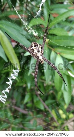 Spider Close Up Nature Photo