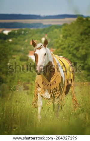 awesome indiana western paint horse