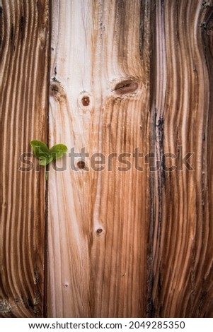 st patrick's day concept - shamrock on wood boards