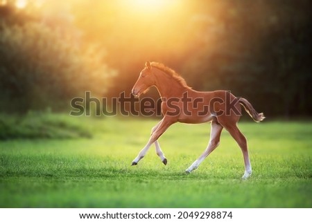 Cute red foal run gallop on green pasture at sunrise