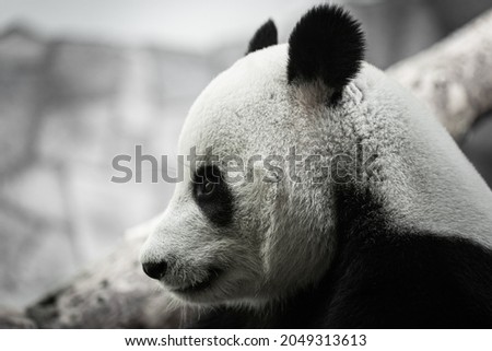 portrait of a panda bear in nature