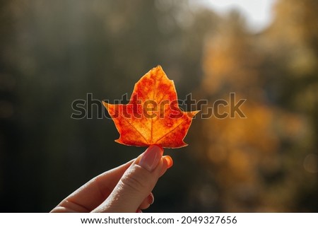 the girl holds a maple leaf against the background of the forest. screensaver for the phone