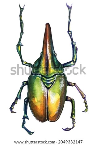 Hercules beetle. Insects bright colored chameleon watercolor drawing on a white background.

