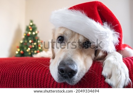 A golden retriever in a santa claus hat lies on a red blanket near a Christmas tree with a garland. Dog for the New Year. Christmas card with pet