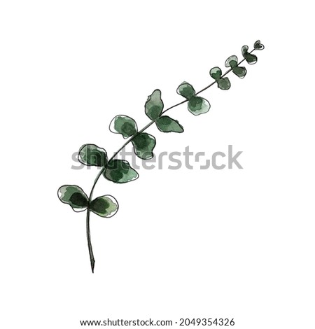 Green branch of eucalyptus. Watercolor hand painted floral illustration. Isolated on white background.