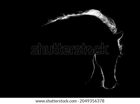 Fine art horse looking backwards covered in beautiful back light with waving mane
