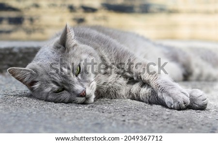 Close-up portrait of sad homeless gray cat lying on the ground outdoors. Social concept.