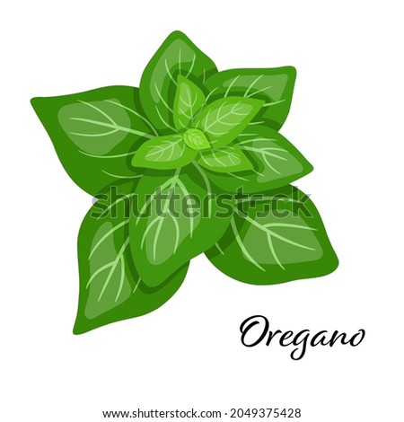 Green oregano leaves spice. Vector illustration isolated on white. Oregano herb for design element in culinary, package decoration, sticker, label Royalty-Free Stock Photo #2049375428