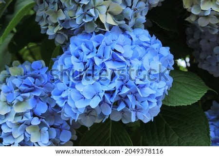 blue french hydrangea flower photo