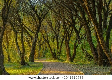 Cozy path covered with tree crowns in the park on an autumn evening, Moscow photo