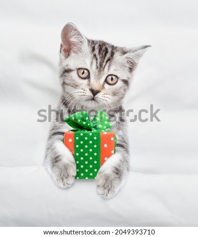 Cute tabby kitten lying under white blanket and holding a gift box. Top down view