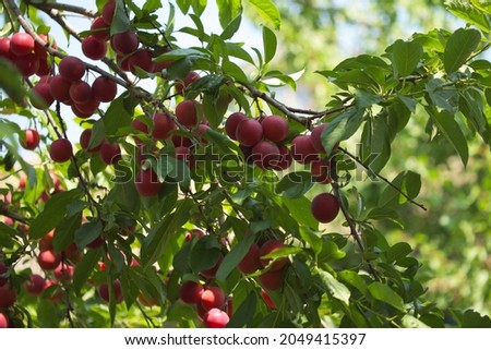 A branch with ripe cherry plum berries. Fruit on a branch. Royalty-Free Stock Photo #2049415397