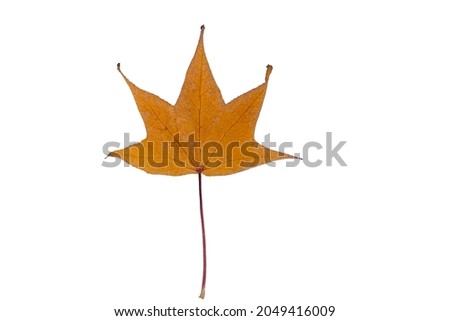 Colorful autumn leaf on a white isolated background