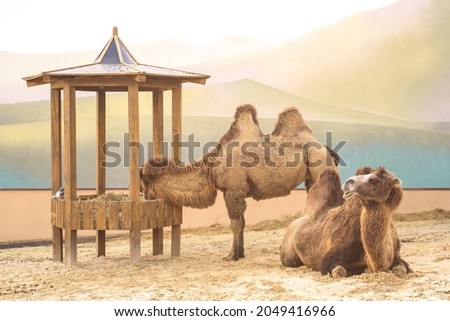 The Bactrian camel, also known as the Mongolian camel, is a large even-toed ungulate native to the steppes of Central Asia. It has two humps on its back, in contrast to the single Royalty-Free Stock Photo #2049416966