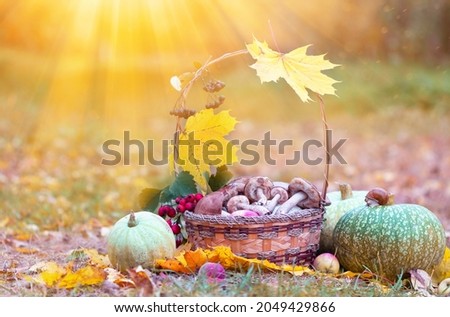 Wicker basket with wild mushrooms and berries stands near ripe pumpkins lying on ground covered with colourful maple leaves.Vegetable harvest on magical autumn forest background.Happy thanksgiving day