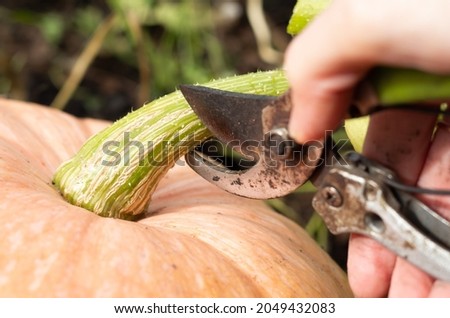 A farmer cuts a large ripe pumpkin with a pruner. Close-up of a hand. Autumn harvest. Vitamins. Copyspace.