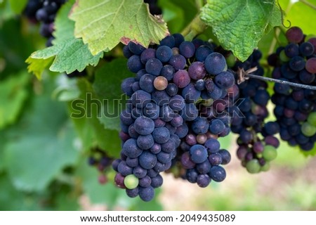 Pinot noir wine grapes ripening on grand cru vineyards of famous champagne houses in Montagne de Reims near Verzenay, Champagne, wine making in France