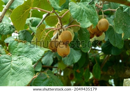 New harvest of ripe green kiwi fruits in orchard, kiwi plantations in sunny day