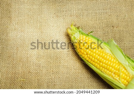 Organic fresh farm corn on the cob on the canvas with free copy space for text, frame of yellow corn maize mockup, flat lay view from above, autumn harvest