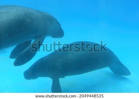 Baby Amazonian manatee or Trichechus inunguis swimming in an aquarium