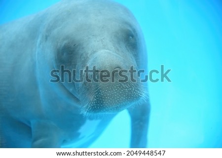 Baby Amazonian manatee or Trichechus inunguis swimming in an aquarium