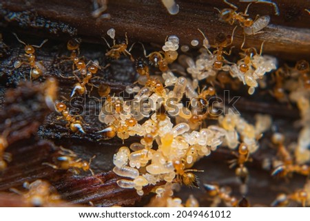 The Red Ant Colony moves the eggs to a safer place