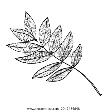 Vector illustration. Linear drawing of decorative twigs with leaves. Graphic illustration of leaves. Scrapbooking decor. Autumn motive.