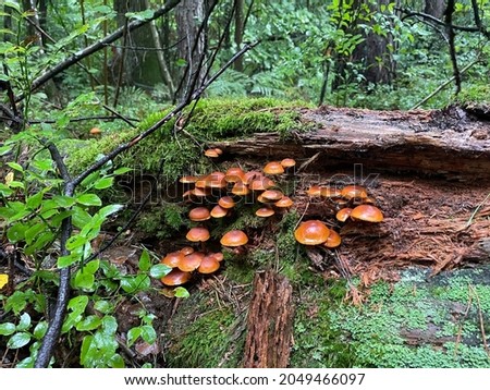 Mushrooms growing on a dead tree trunk