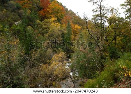 Autumnal Mata da Albergaria, temperate broadleaf and mixed forest in Peneda-Gerês National Park, Portugal Royalty-Free Stock Photo #2049470243