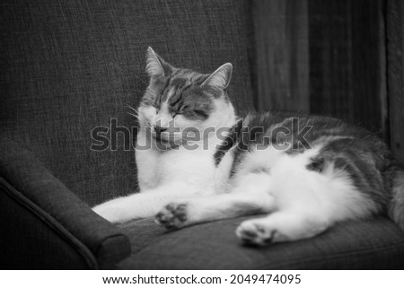 black and white photo of a cat sleeping in a chair outside