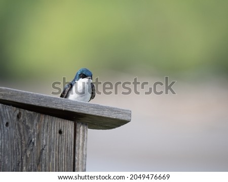 Adult Tree Swallow with spring plumage perched on top of a wooden nesting box and photographed with shallow depth of field. Image has copy space.