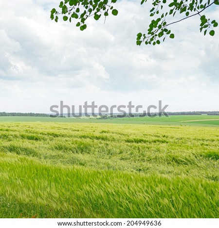 beautiful wheat field and blue cloudy sky