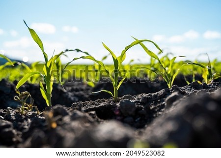 Fresh green sprouts of maize in spring on the field, soft focus. Growing young green corn seedling sprouts in cultivated agricultural farm field. Agricultural scene with corn's sprouts in soil. Royalty-Free Stock Photo #2049523082