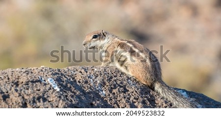 Barbary Ground Squirrel Atlantoxerus getulus on  Fuerteventura, Canary Islands  Spain
