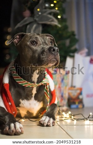 Pit bull dog in front of the Christmas tree, with the balls and lights on and some gifts. Waiting for Santa Claus to arrive.