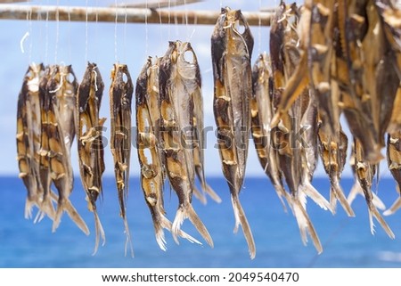 Flying fish drying in Lanyu of Taiwan Royalty-Free Stock Photo #2049540470