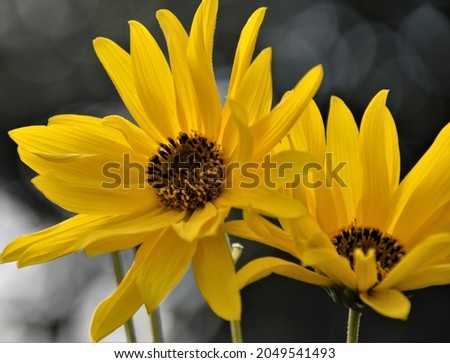 Yellow flower of the medicinal plant Jerusalem artichoke, macro